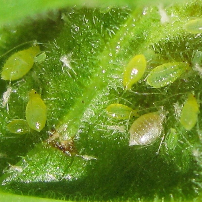 Redcurrant Blister Aphid Cryptomyzus ribis currant columbia county northwest oregon