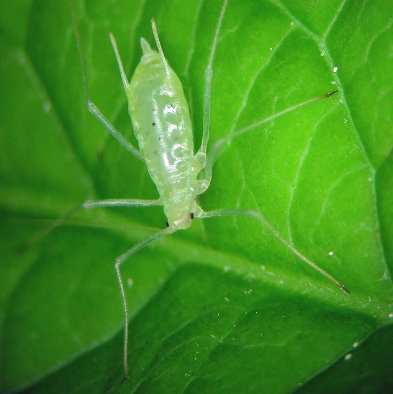 Spindly Elderberry Aphid Macrosiphum stanleyi columbia county northwest oregon