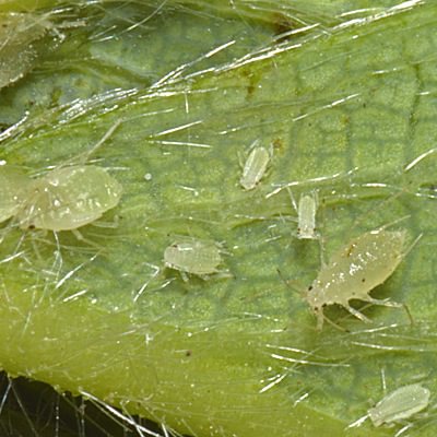 Strawberry Aphid Hayhurstia atriplicis wild rose sweetbriar columbia county northwest oregon