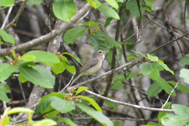 Warbling Vireo on CZ Trail wilark crown zellerbach Mike Patterson
