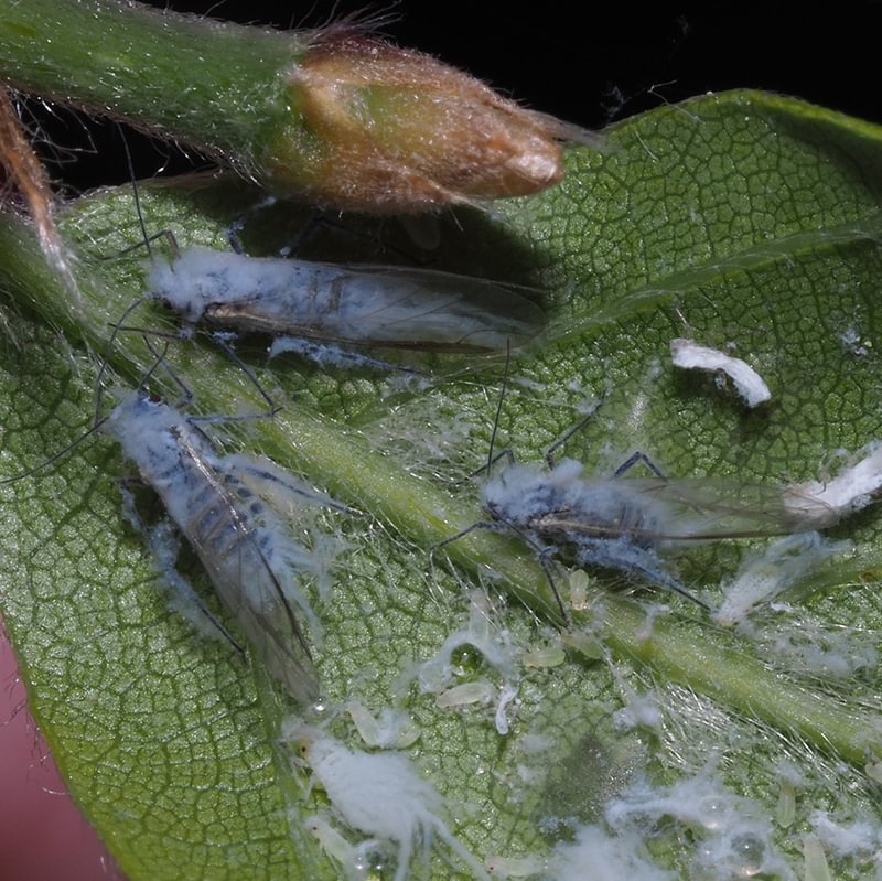 Wooly Beech Aphid Phyllaphis fagi columbia county northwest oregon