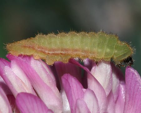Greenish Blue Icaricia saepiolus Plebejus larva caterpillar clover columbia county northwest oregon