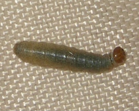 Mardon Skipper Polites mardon fescue bunchgrass columbia county northwest oregon