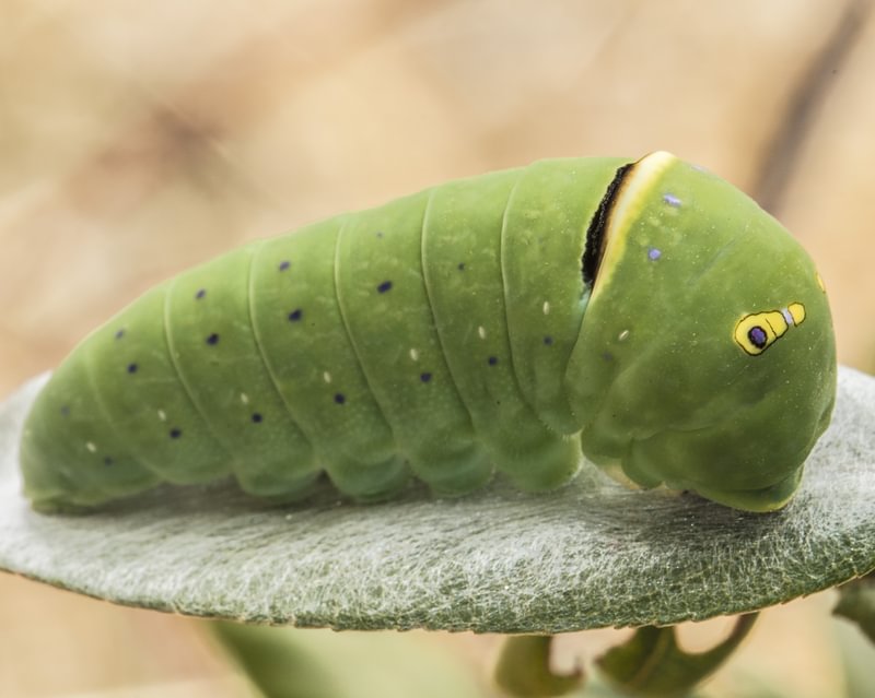 Pale Swallowtail Papilio eurymedon larva caterpillar alder ironwood coffeeberry columbia county northwest oregon