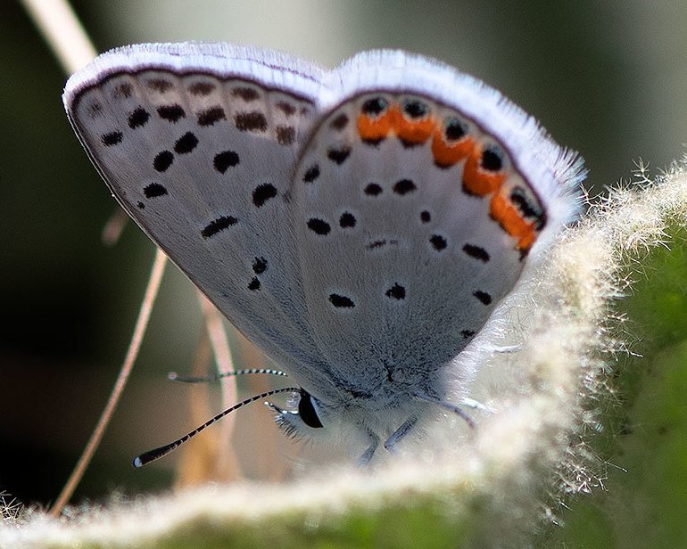 Acmon Blue Plebejus Icaricia acmon columbia county northwest oregon