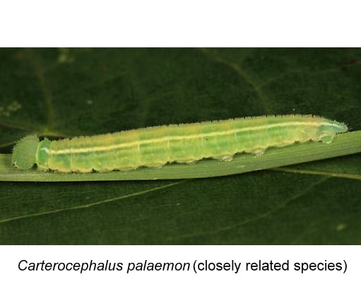 Arctic Skipper Carterocephalus palaemon (similar species) larva grasses purple reedgrass columbia county northwest oregon