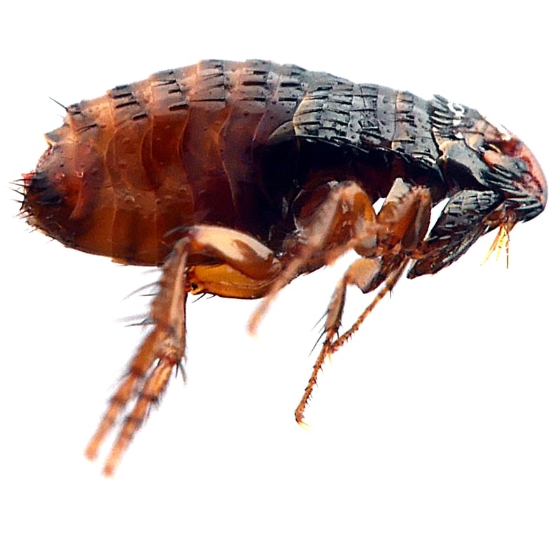 Cat Flea Ctenocephalides felis columbia county northwest oregon