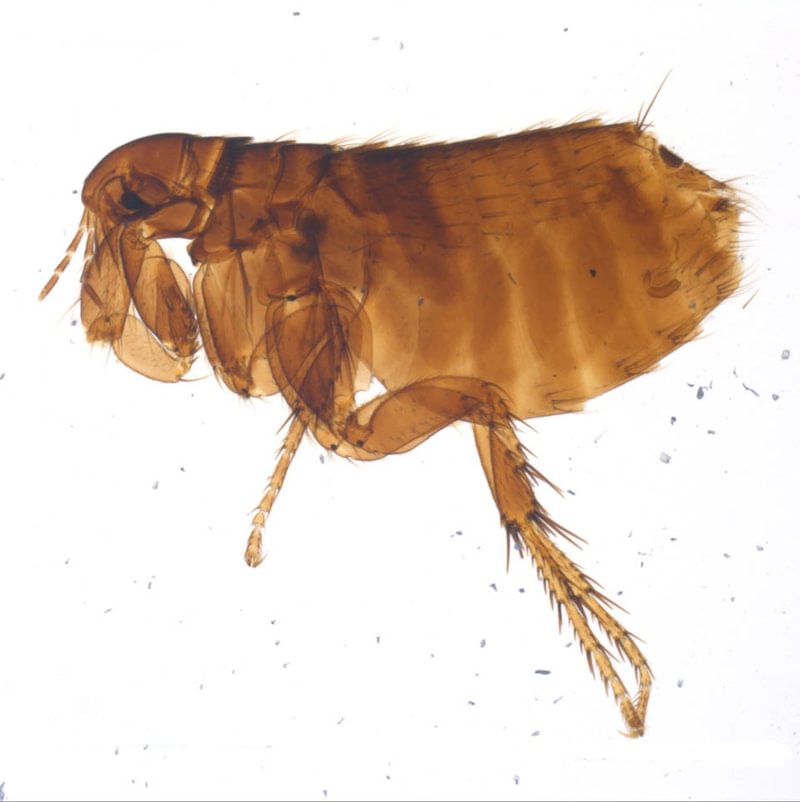 Western Chicken Flea Ceratophyllus niger female columbia county northwest oregon