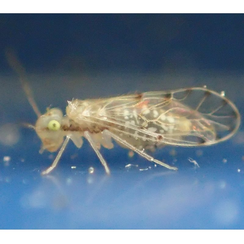 Clear Lash-faced Booklouse Trichopsocus clarus columbia county northwest oregon