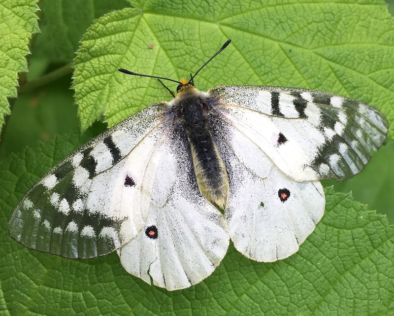 Clodius Parnassian Parnassius clodius columbia county northwest oregon