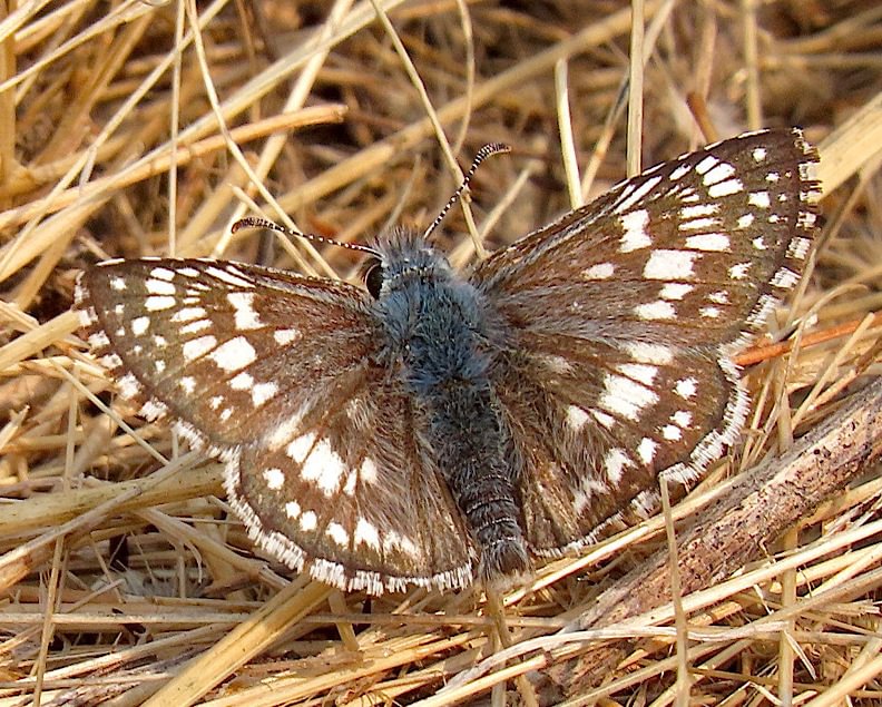 Common Checkered-Skipper Burnsius communis columbia county northwest oregon