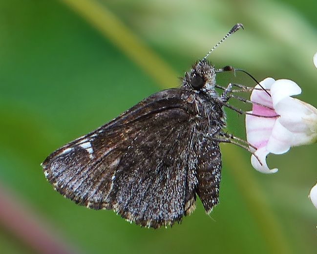 Common Roadside-Skipper Amblyscirtes vialis columbia county northwest oregon