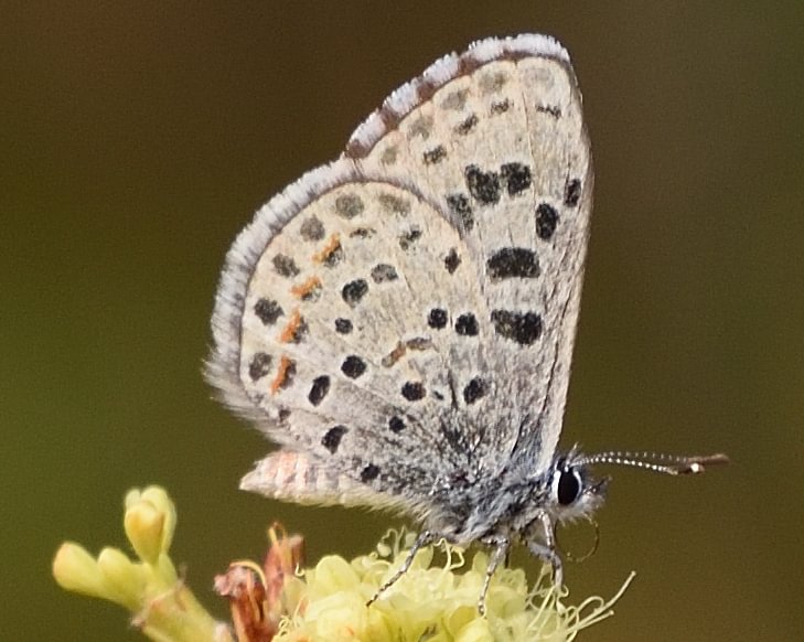 Dotted-Blue Euphilotes enoptes columbia county northwest oregon