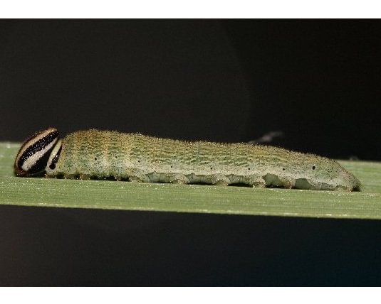 Dun Skipper Dun Skipper Euphyes vestris larva caterpillar sedges columbia county northwest oregon