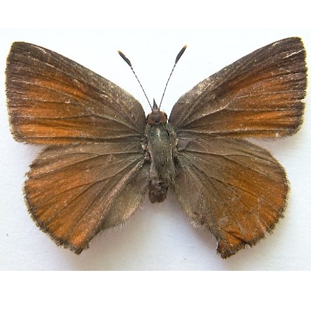 female Brown Elfin Callophrys augustinus