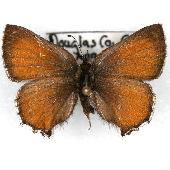 female Moss's Elfin Callophrys mossii columbia county northwest oregon