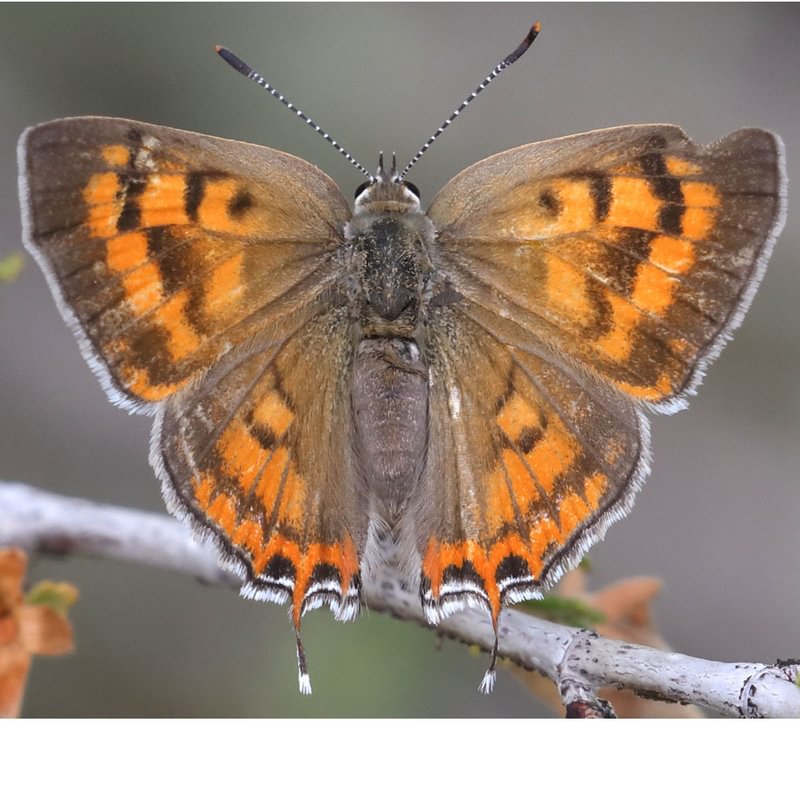 female Tailed Copper Tharsalea arota columbia county northwest oregon