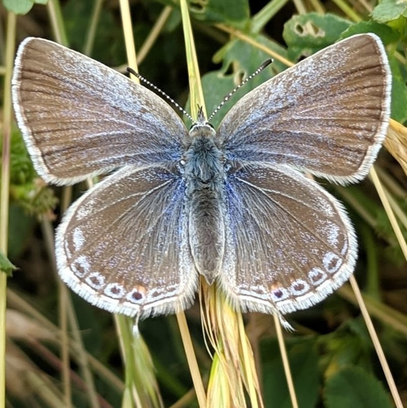 female Western Tailed Blue Cupido amyntula columbia county northwest oregon