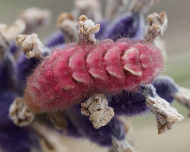 Gray Hairstreak Gray Hairstreak Strymon melinus atrofasciata larva buckwheat lupine mallow strawberries blackberries columbia county northwest oregon