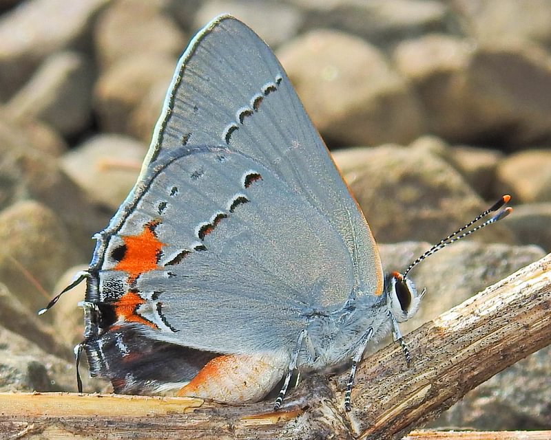 Gray Hairstreak Strymon melinus atrofasciata columbia county northwest oregon
