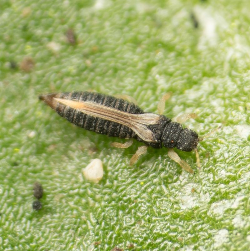 Greenhouse Thrips Heliothrips haemorrhoidalis columbia county northwest oregon