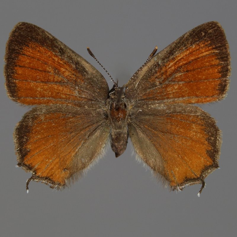 male Nelson's Hairstreak Callophrys gryneus nelsoni columbia county northwest oregon