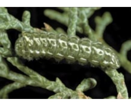 Juniper Hairstreak Callophrys gryneus Callophrys nelsoni larva caterpillar western red cedar insense columbia county northwest oregon