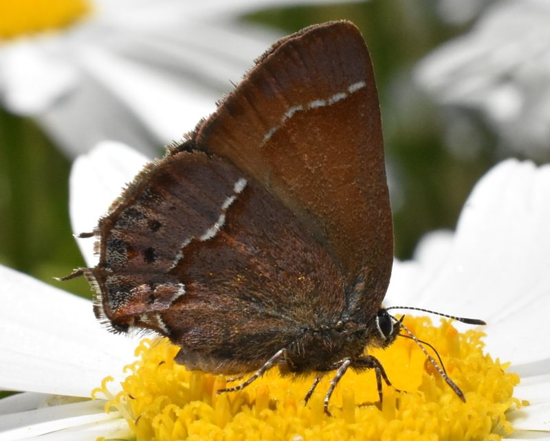 Juniper Hairstreak Callophrys gryneus Callophrys nelsoni western red cedar insense columbia county northwest oregon