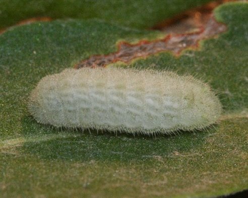 Lupine Blue Icaricia lupini arrowleaf buckwheat sulpherflower larva columbia county northwest oregon