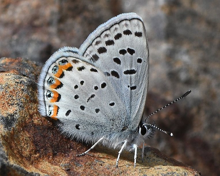 Lupine Blue Icaricia lupini columbia county northwest oregon