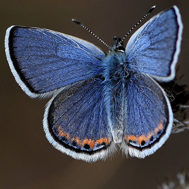male Acmon Blue Icaricia acmon Plebejus columbia county northwest oregon