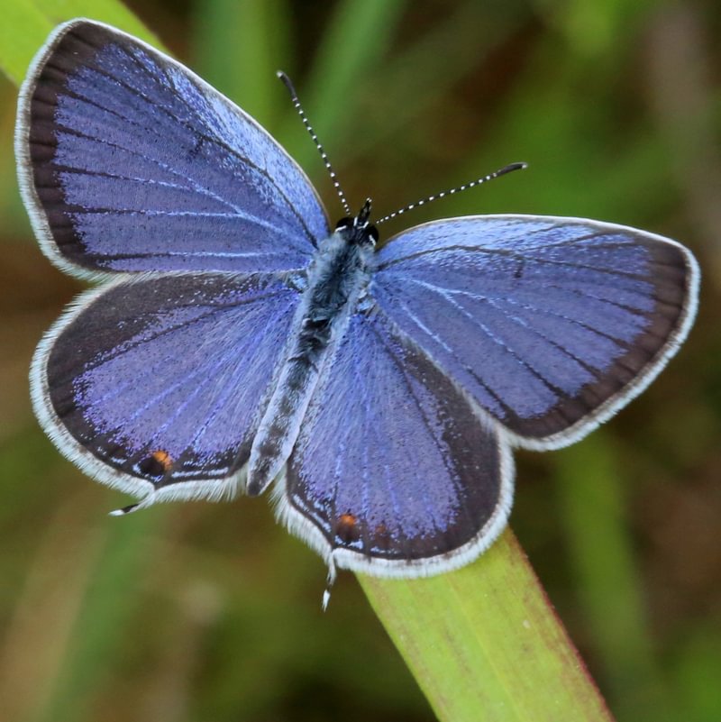 male Eastern Tailed Blue Cupido comyntas sissona columbia county northwest oregon