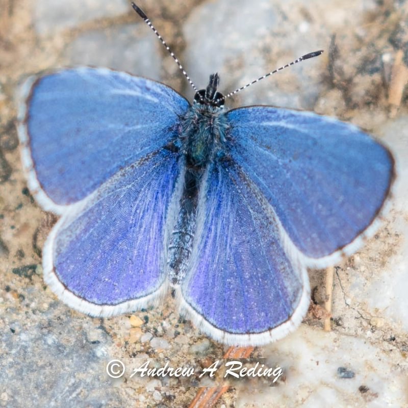 male Pacific Echo Azure Celastrina echo columbia county northwest oregon