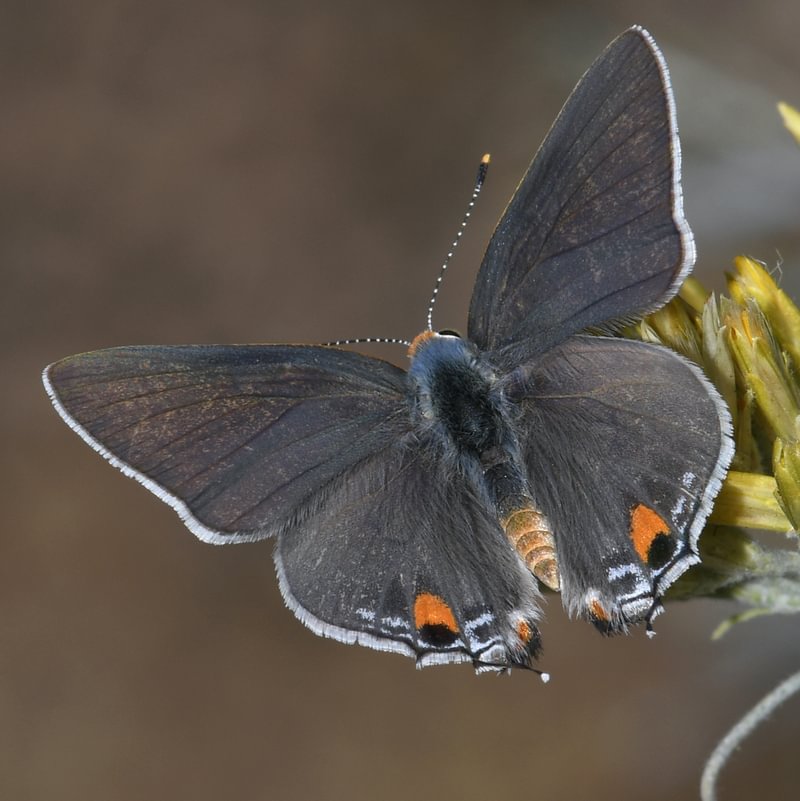 male Gray Hairstreak Strymon melinus columbia county northwest oregon