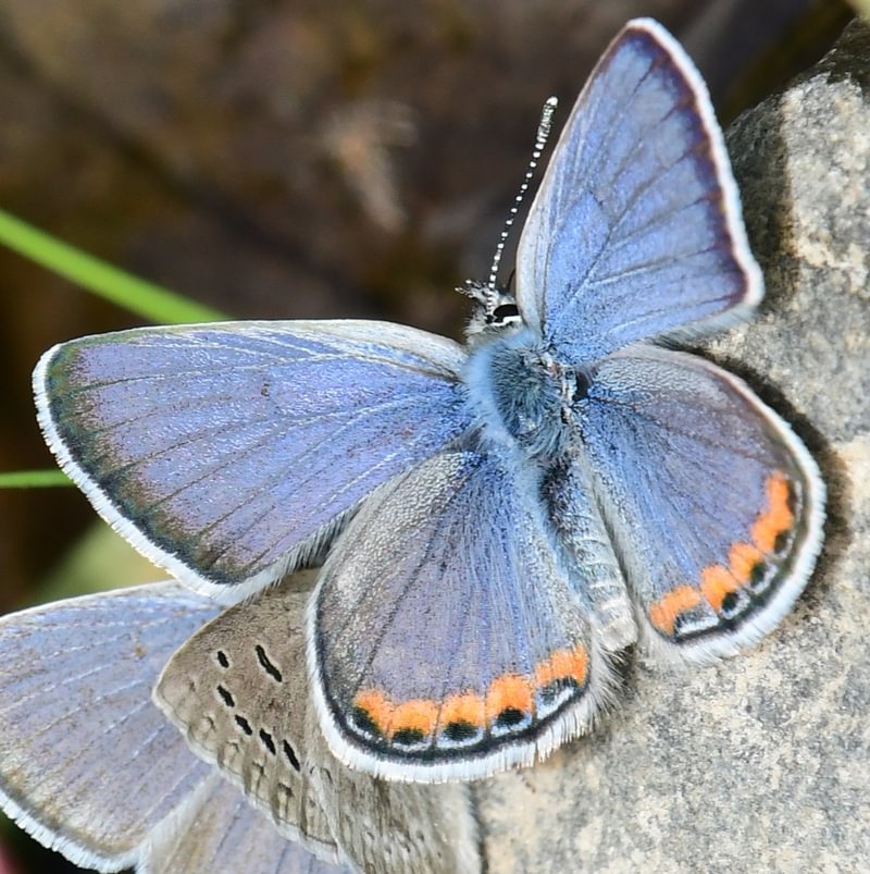 male Lupine Blue Icaricia lupini Plebejus columbia county northwest oregon
