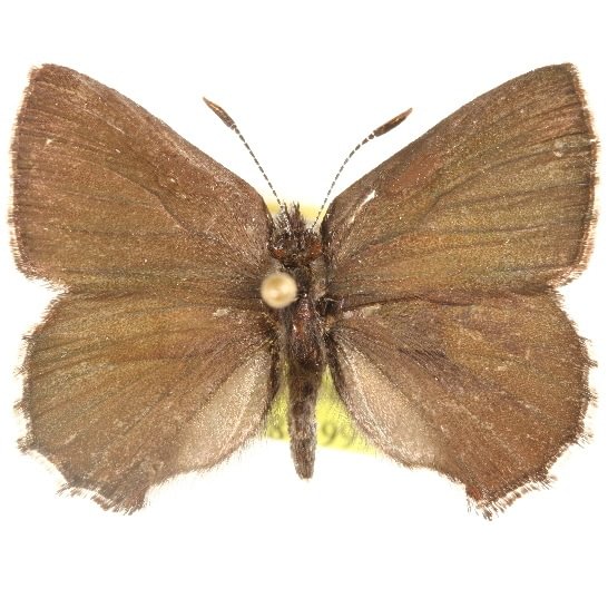 male Moss's Elfin Callophrys mossii columbia county northwest oregon