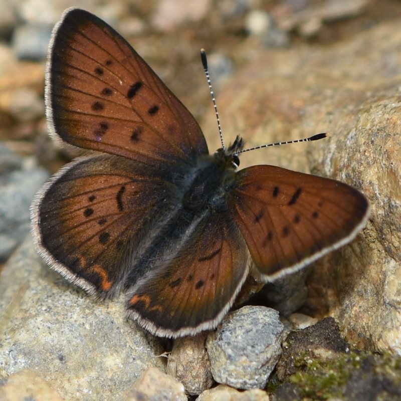 male Purplish Copper Tharsalea helloides columbia county northwest oregon