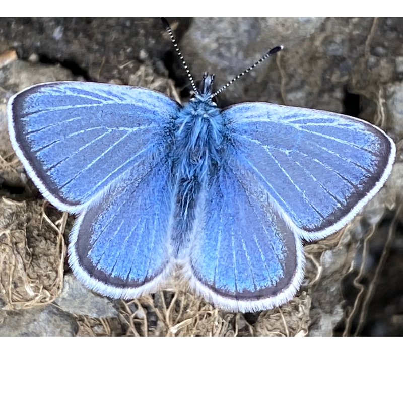 female Silvery Blue Glaucopsyche lygdamus incognitus columbia county northwest oregon