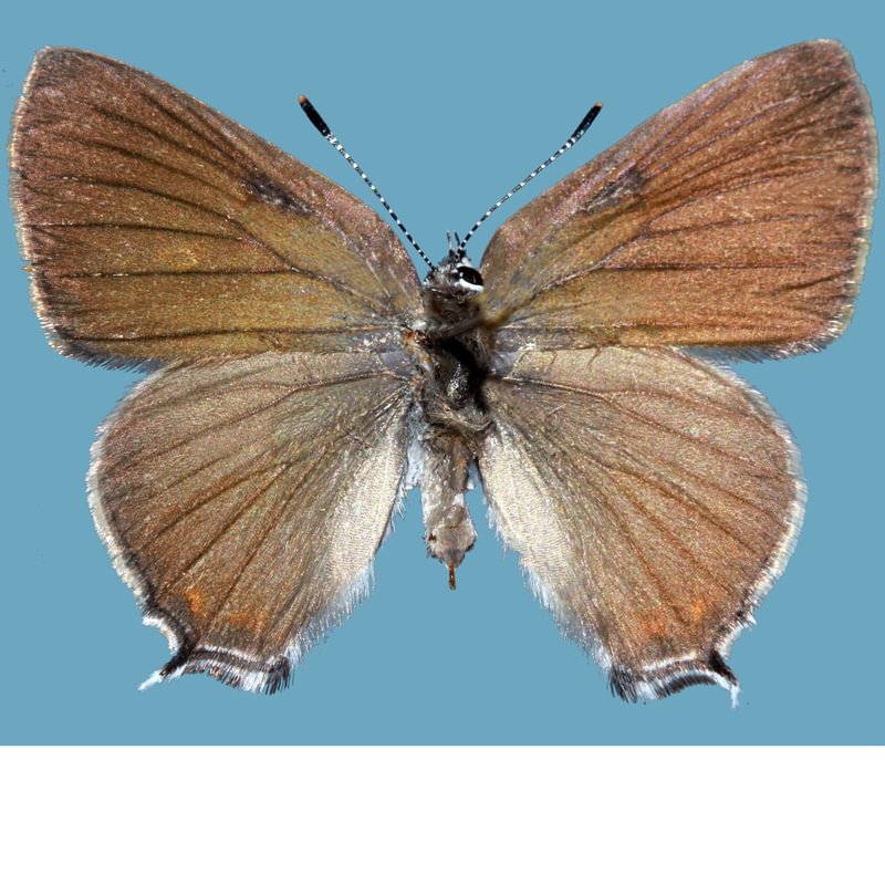 male Sylvan Hairstreak Satyrium sylvinus columbia county northwest oregon