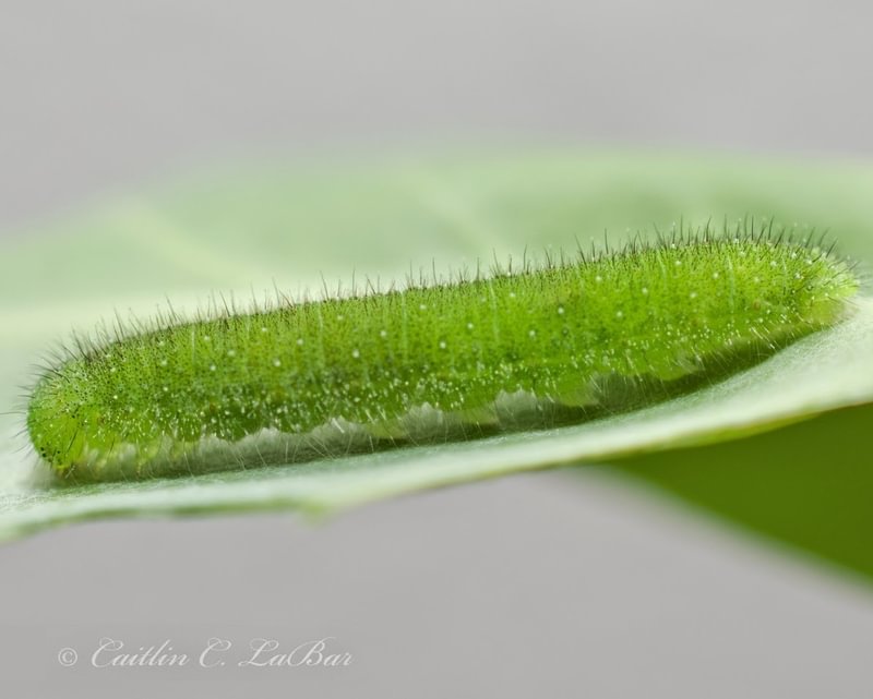 Margined White Pieris marginalis larva caterpillar yellowcress toothwort pepperwort mustard family columbia county northwest oregon