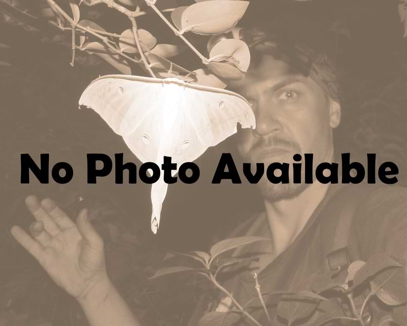 luna moth india no photo available