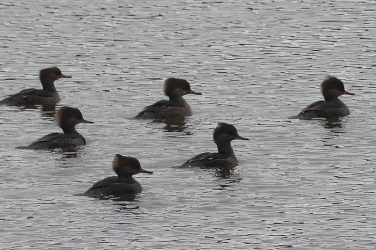 Hooded Mergansers at Carr Slough Prescott Beach rainier columbia county northwest oregon