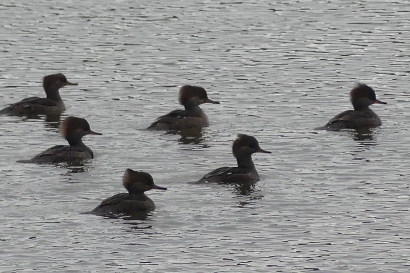 Hooded Mergansers at Carr Slough Prescott Beach rainier columbia county northwest oregon