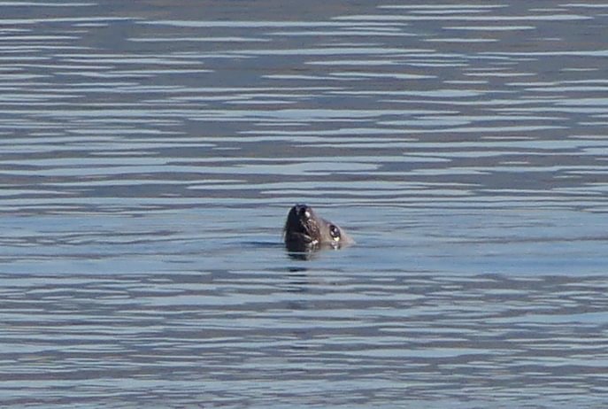 California Sea Lion hunting salmon at Prescott Beach Columbia River 