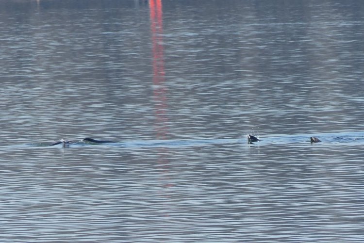 California Sea Lion hunting salmon at Prescott Beach Columbia River 