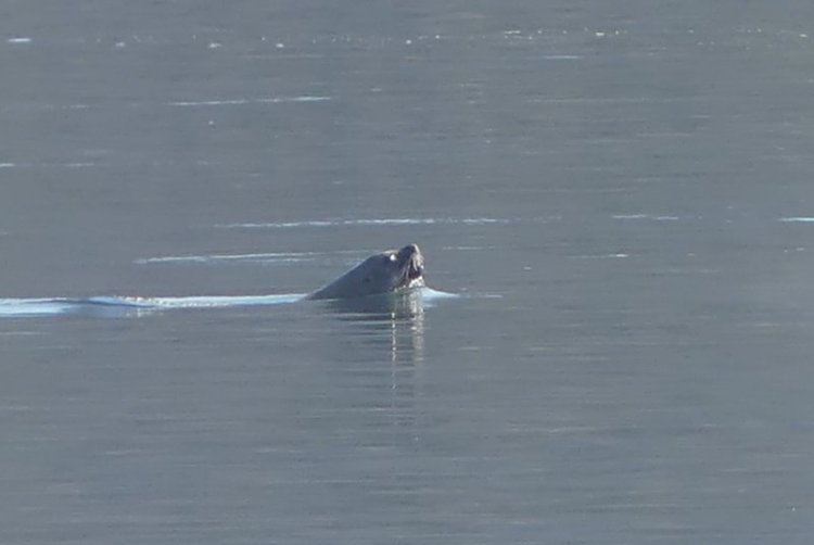 California Sea Lion hunting salmon at Prescott Beach Columbia River
