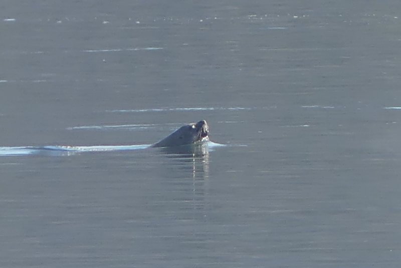California Sea Lion hunting salmon at Prescott Beach Columbia River