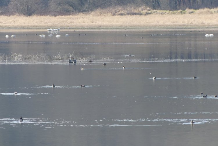 birds at carr slough prescott beach rainier columbia county northwest oregon