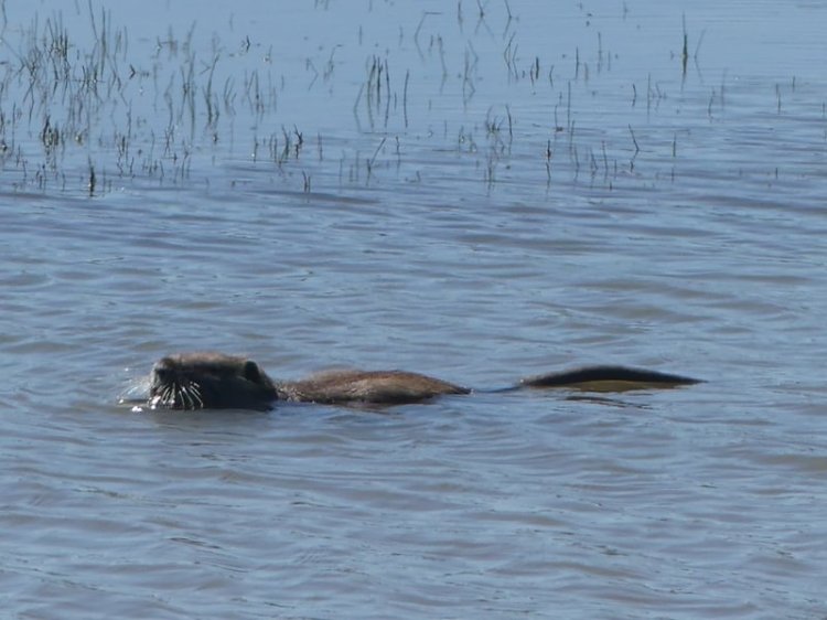 Nutria at Carr Slough Prescott Beach rainier columbia county northwest oregon