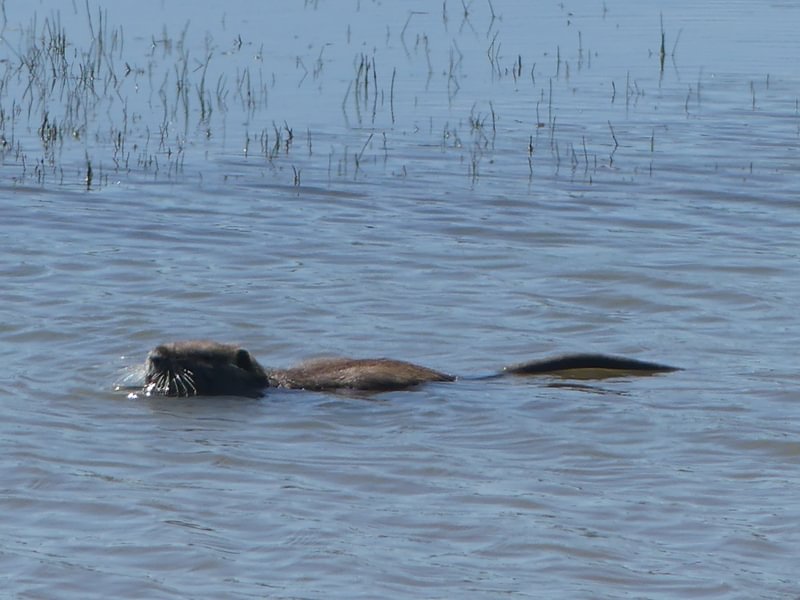 Nutria at Carr Slough Prescott Beach rainier columbia county northwest oregon